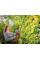 Кущоріз акумуляторний Einhell Professional GP-CH 18/50 Li BL - Solo (3410950)